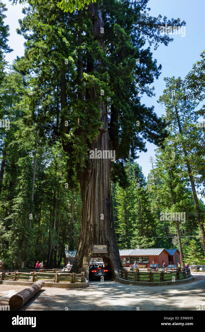 Car guida attraverso il 2400 anno vecchio lampadario Drive-thru albero di sequoia in Leggett, Mendocino County, California del Nord, STATI UNITI D'AMERICA Foto Stock