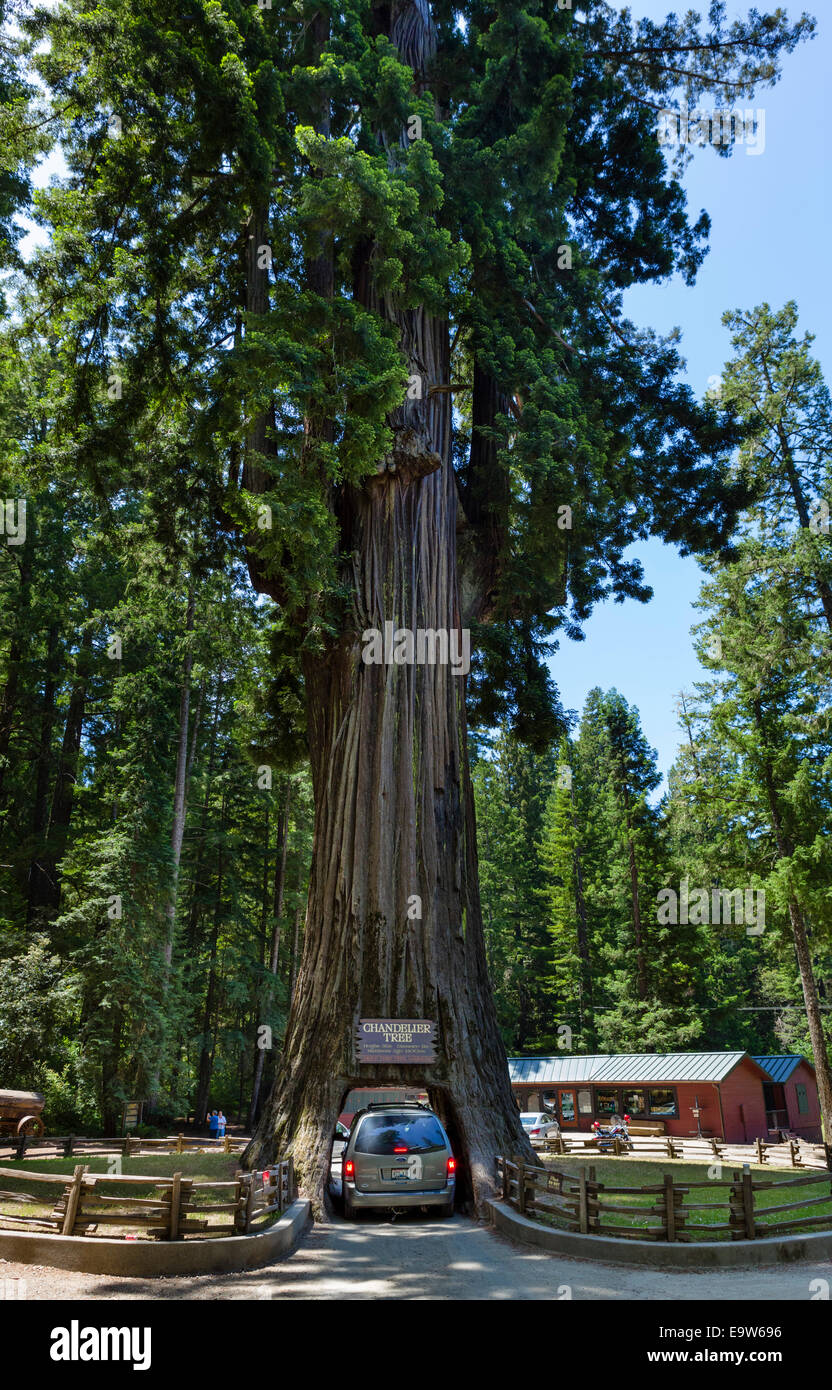 Van guidando attraverso il 2400 anno vecchio lampadario Drive-thru albero di sequoia in Leggett, Mendocino County, California del Nord, STATI UNITI D'AMERICA Foto Stock