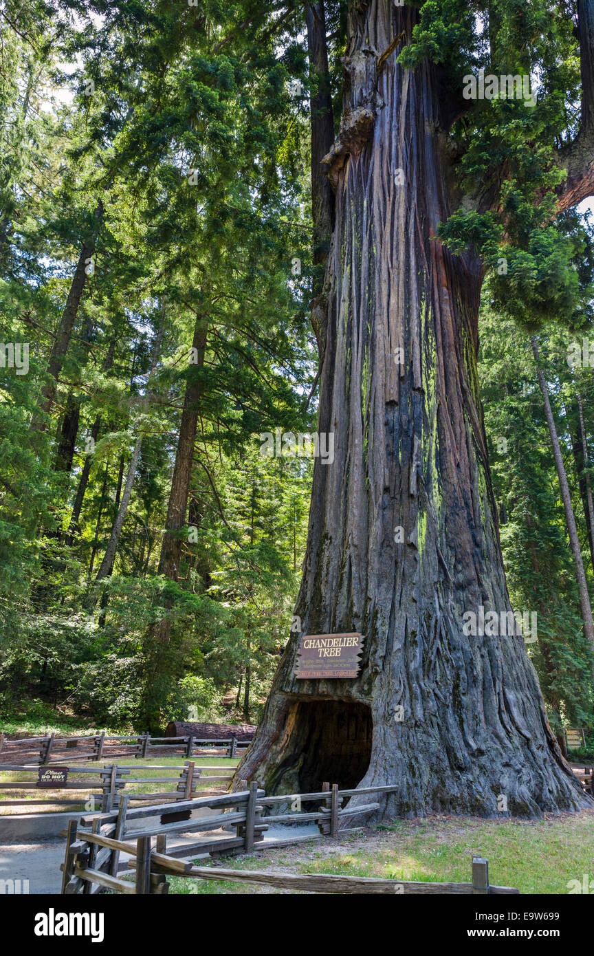 Il 2400 anno vecchio lampadario Drive-thru albero di sequoia in Leggett, Mendocino County, California del Nord, STATI UNITI D'AMERICA Foto Stock