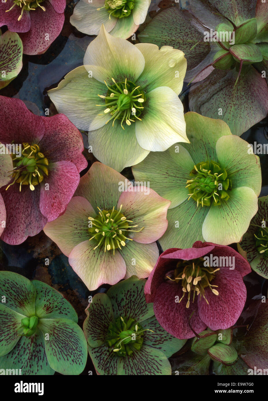 Disposizione di verde e viola l'Elleboro Helleborus fiori galleggiante sull'acqua Foto Stock