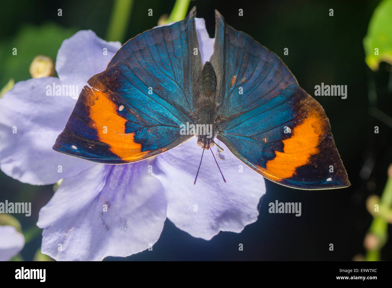 Un Leafwing crogiolarsi a farfalla Foto Stock