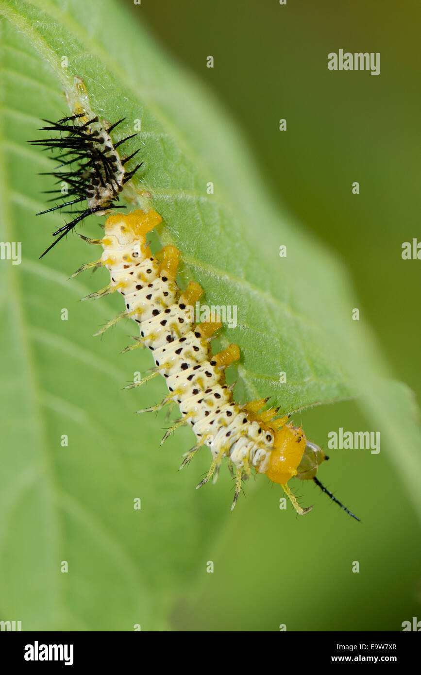 Una larva di portalettere butterfly Foto Stock