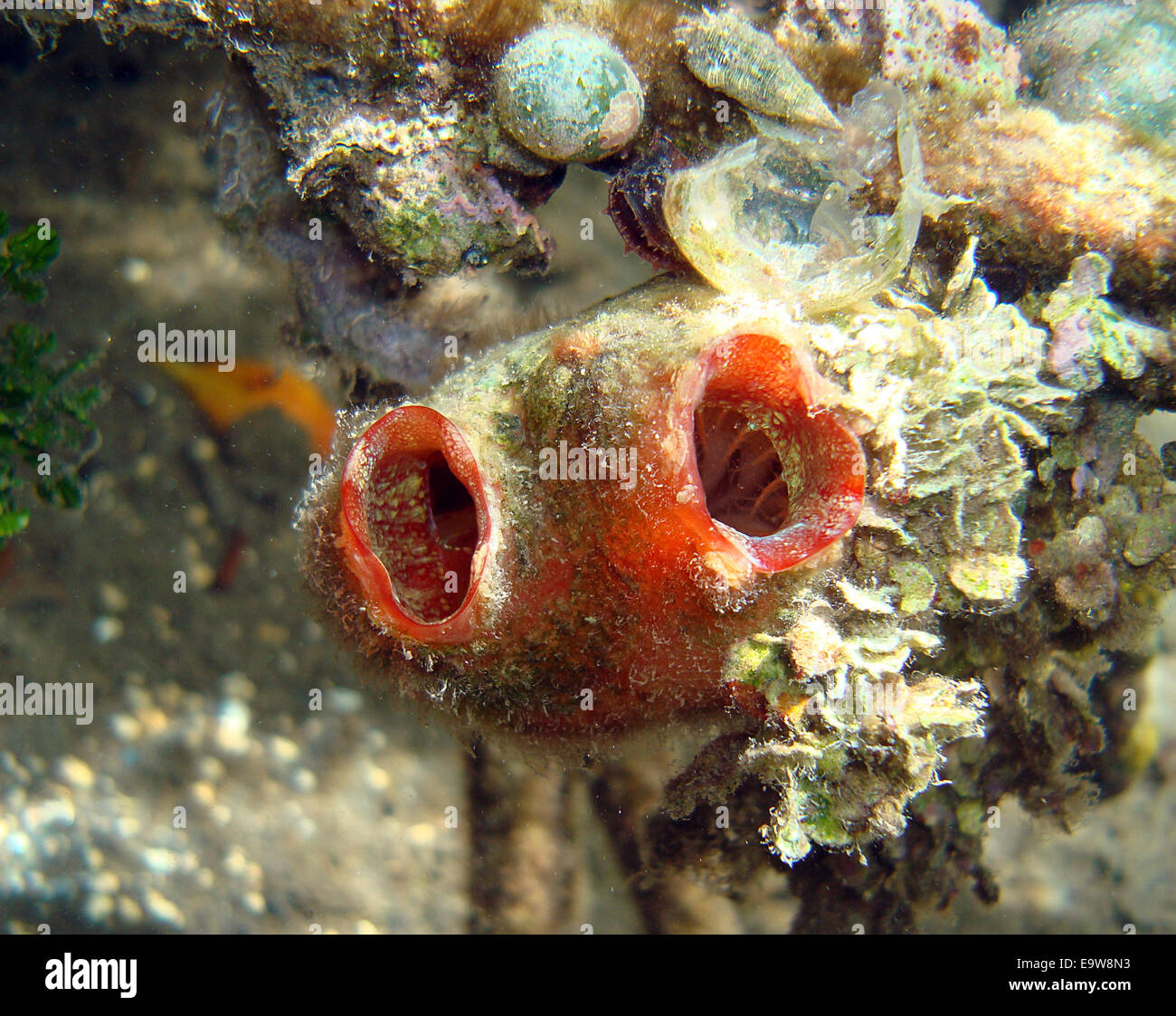 Gli spruzzi di mare, noti anche come tunicati, sono specie invasive presenti negli ecosistemi marini. Questi animali filtranti possono disturbare gli ecosistemi locali superando le specie autoctone. La loro presenza è studiata dall'USGS per comprendere il loro impatto sulla biodiversità e sugli ecosistemi marini. Foto Stock