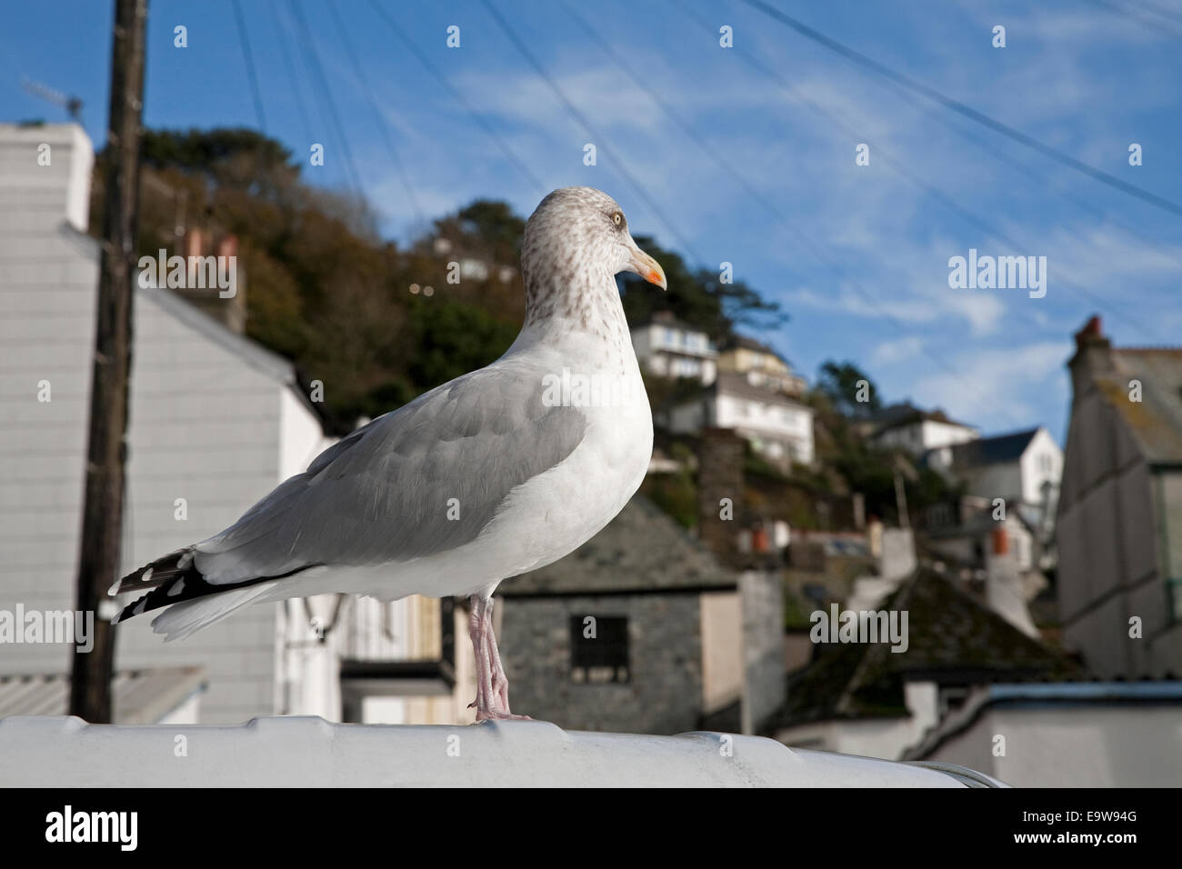 Un gabbiano gode del sole invernale in Cornovaglia Looe Foto Stock