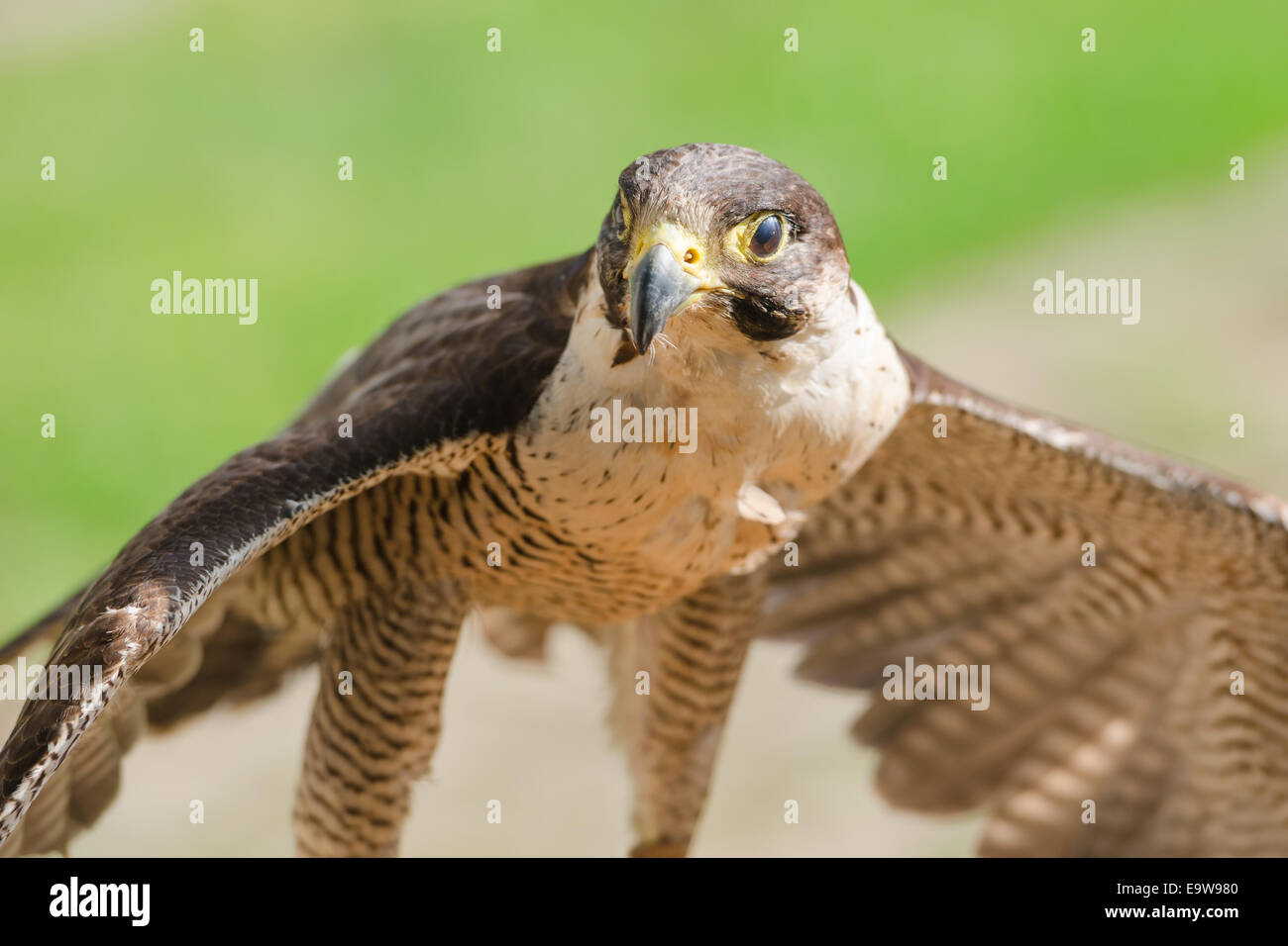 Piccolo ma veloce predatore di uccelli selvatici o falcon hawk con ali spiegate close up shot Foto Stock