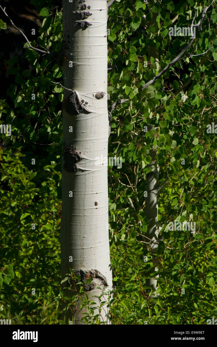 Aspen (Populus tremuloides), bacino dei Laghi Area ricreativa, Plumas National Forest, California Foto Stock