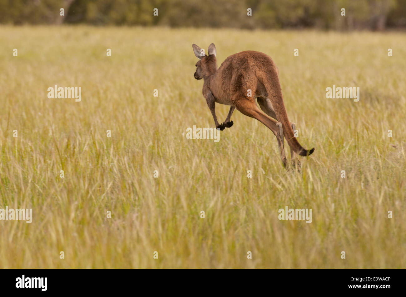 Stock Foto di un canguro rosso hopping. Foto Stock