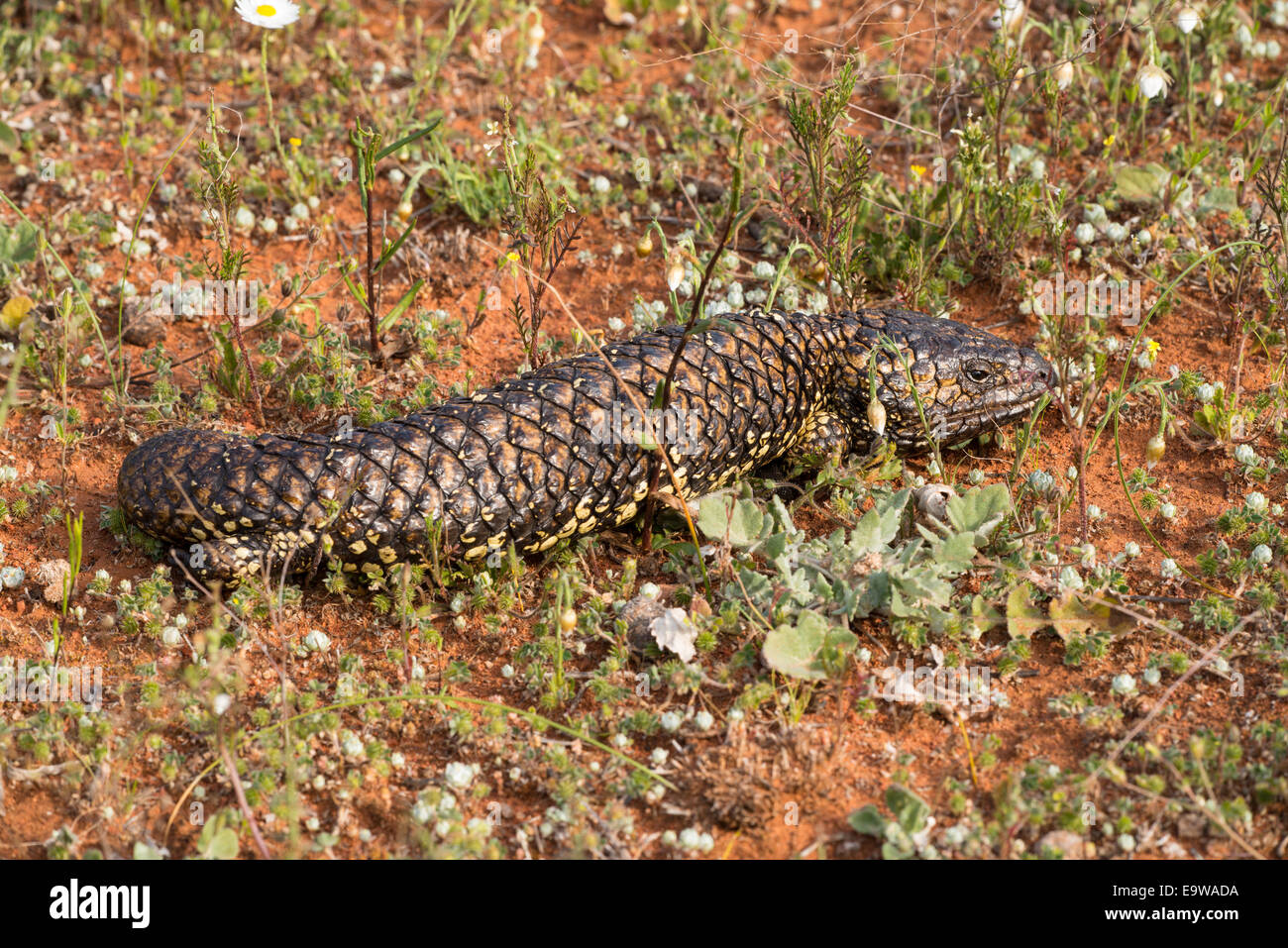 Foto di stock di una sonnolenta lizard, Gawler Ranges, Australia. Foto Stock