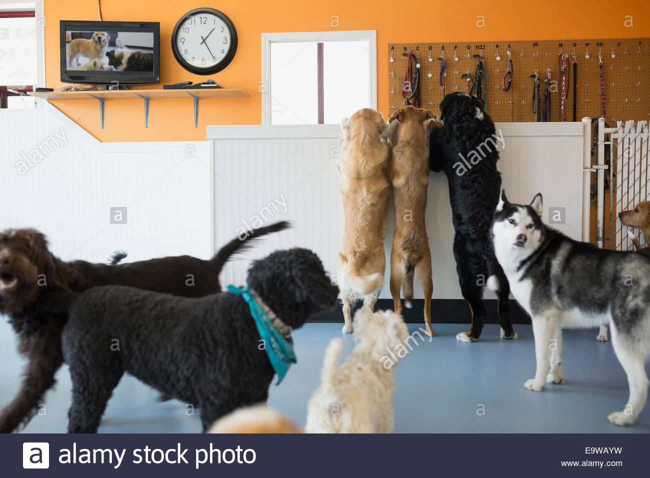 Cani giocando nel cane GARDERIE Foto Stock