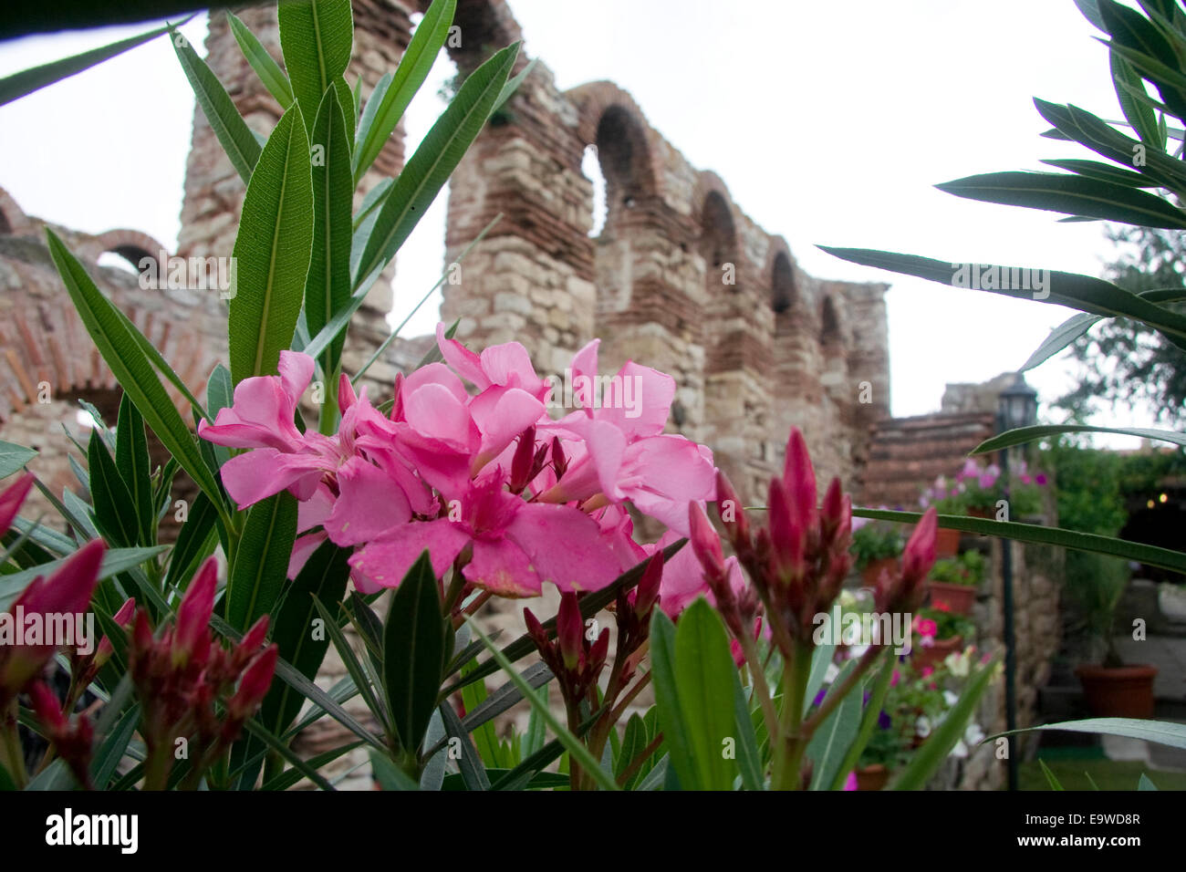 La Chiesa di Santa Sofia in Bulgaria Nesebar. Fiori. Foto Stock