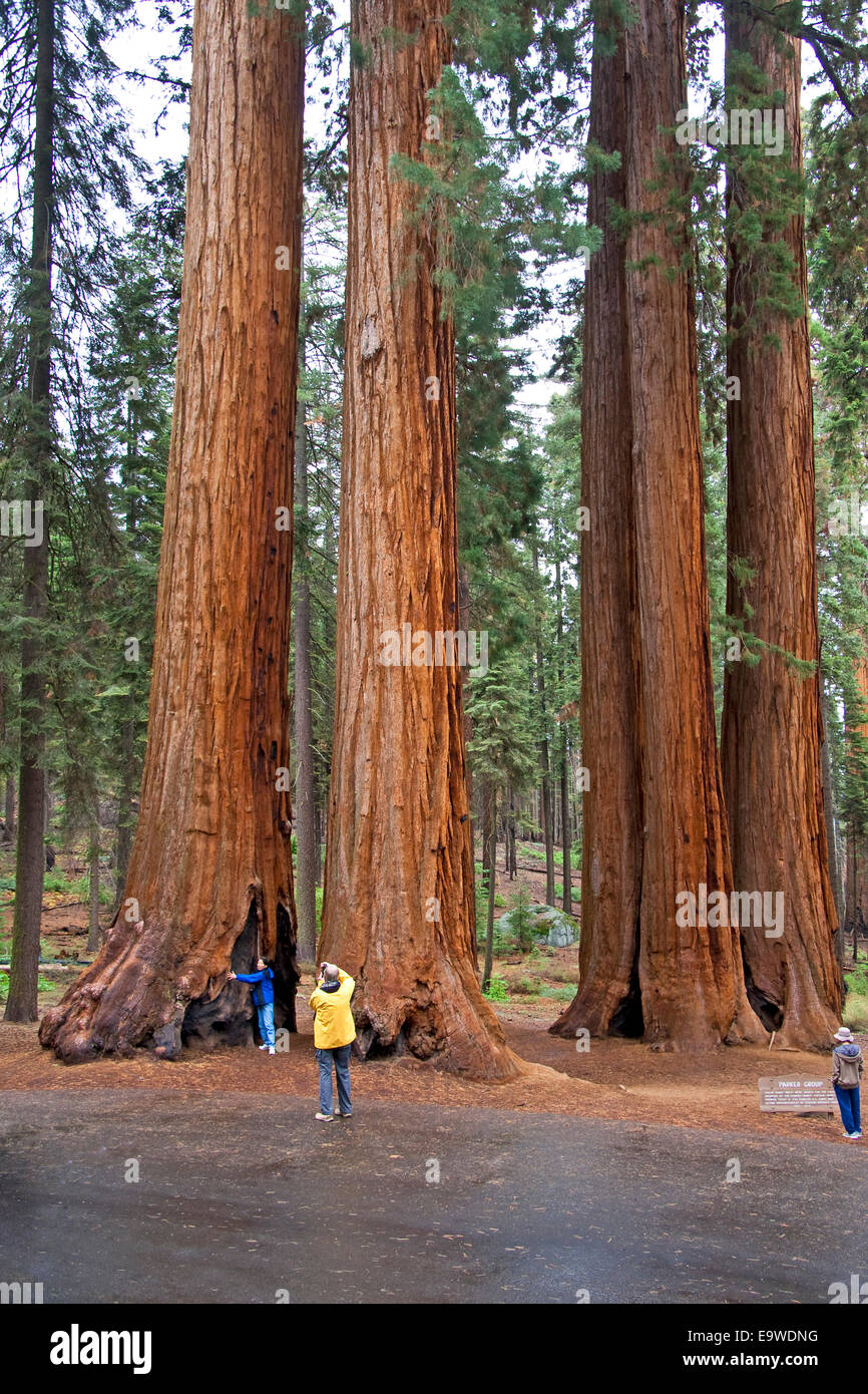 I turisti a gruppo Parker di alberi di Sequoia National Park, California. Foto Stock