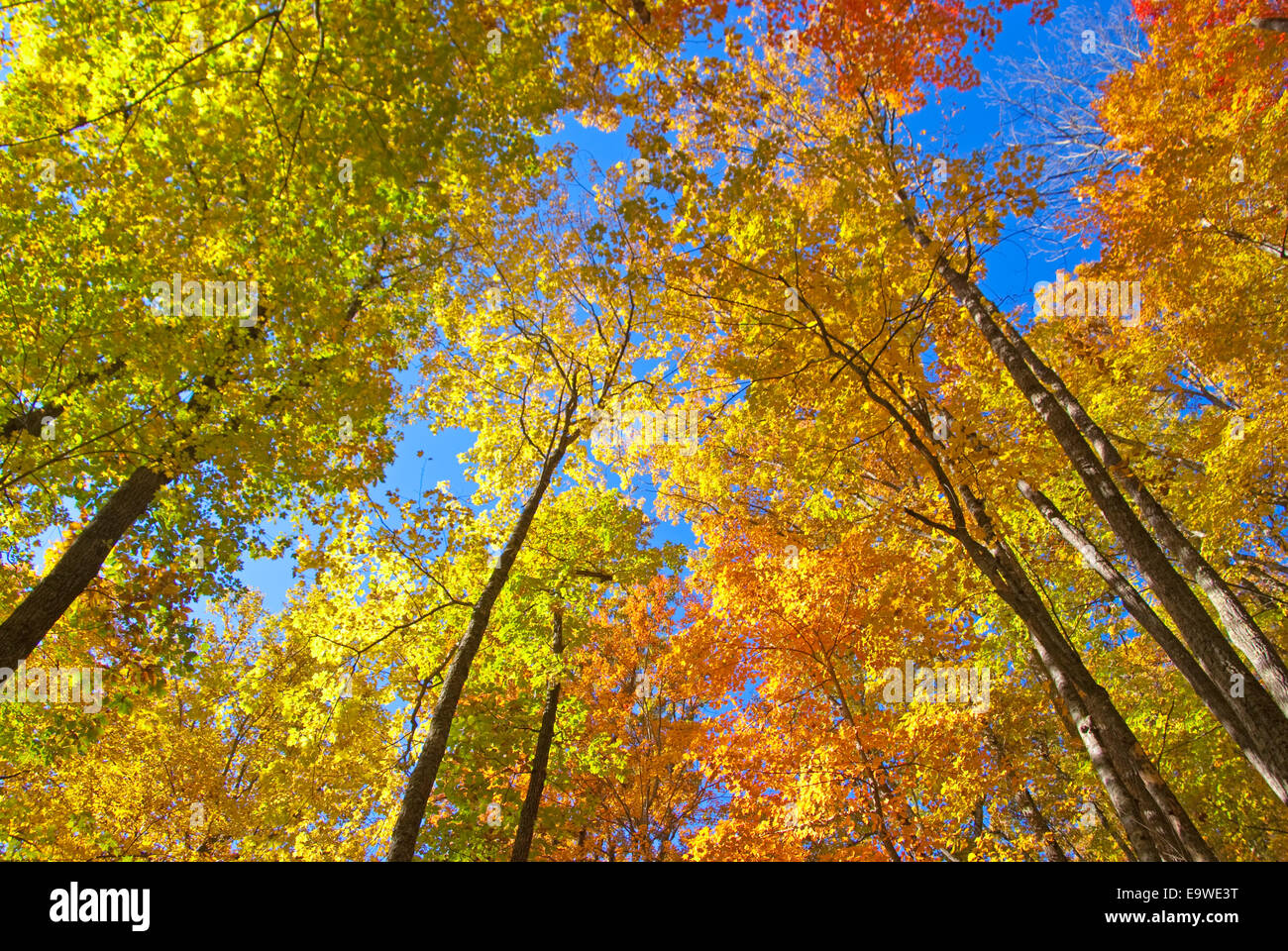 Parco Nazionale di Great Smoky Mountains Colore di autunno Foto Stock