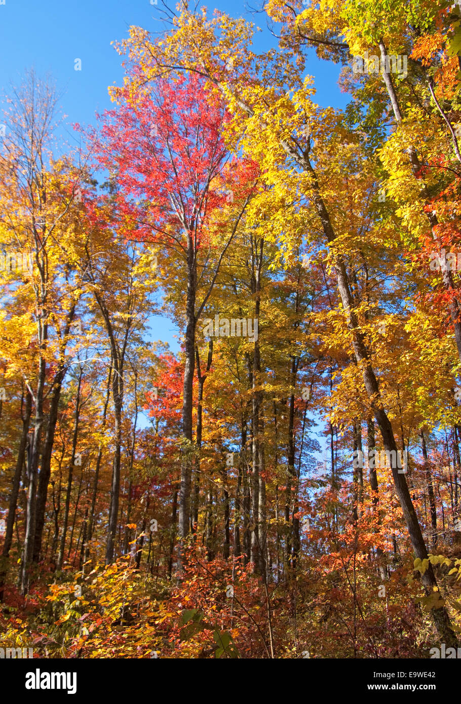 Colore di autunno lungo il piccolo fiume Road nel Parco Nazionale di Great Smoky Mountains. Foto Stock