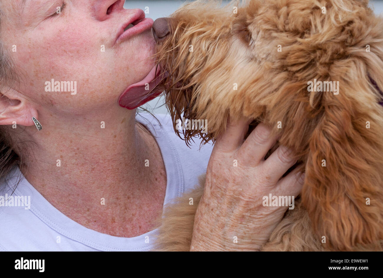 Una donna arriva a lambire da lei goldendoodle in miniatura. Foto Stock