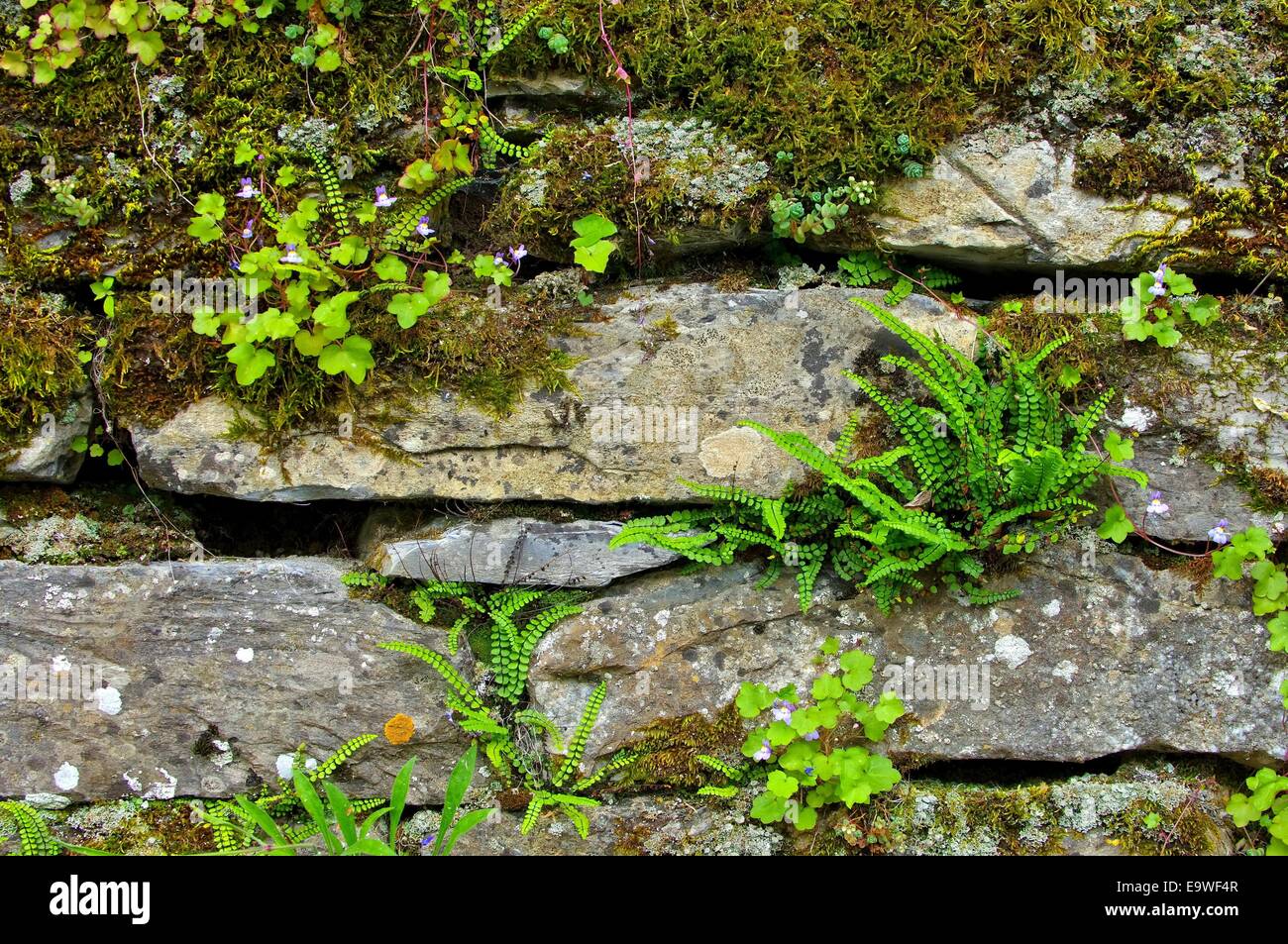 Brauner Streifenfarn - maidenhair spleenwort 02 Foto Stock