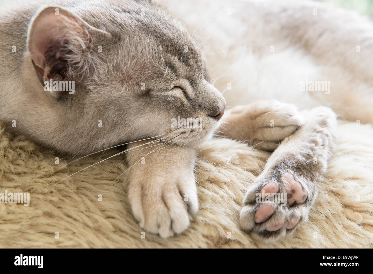 Cat nap! Undici anni di Ziggy grigio di un pedigree gatto birmano sdraiato rilassante su un tappeto a occhi chiusi. Foto Stock
