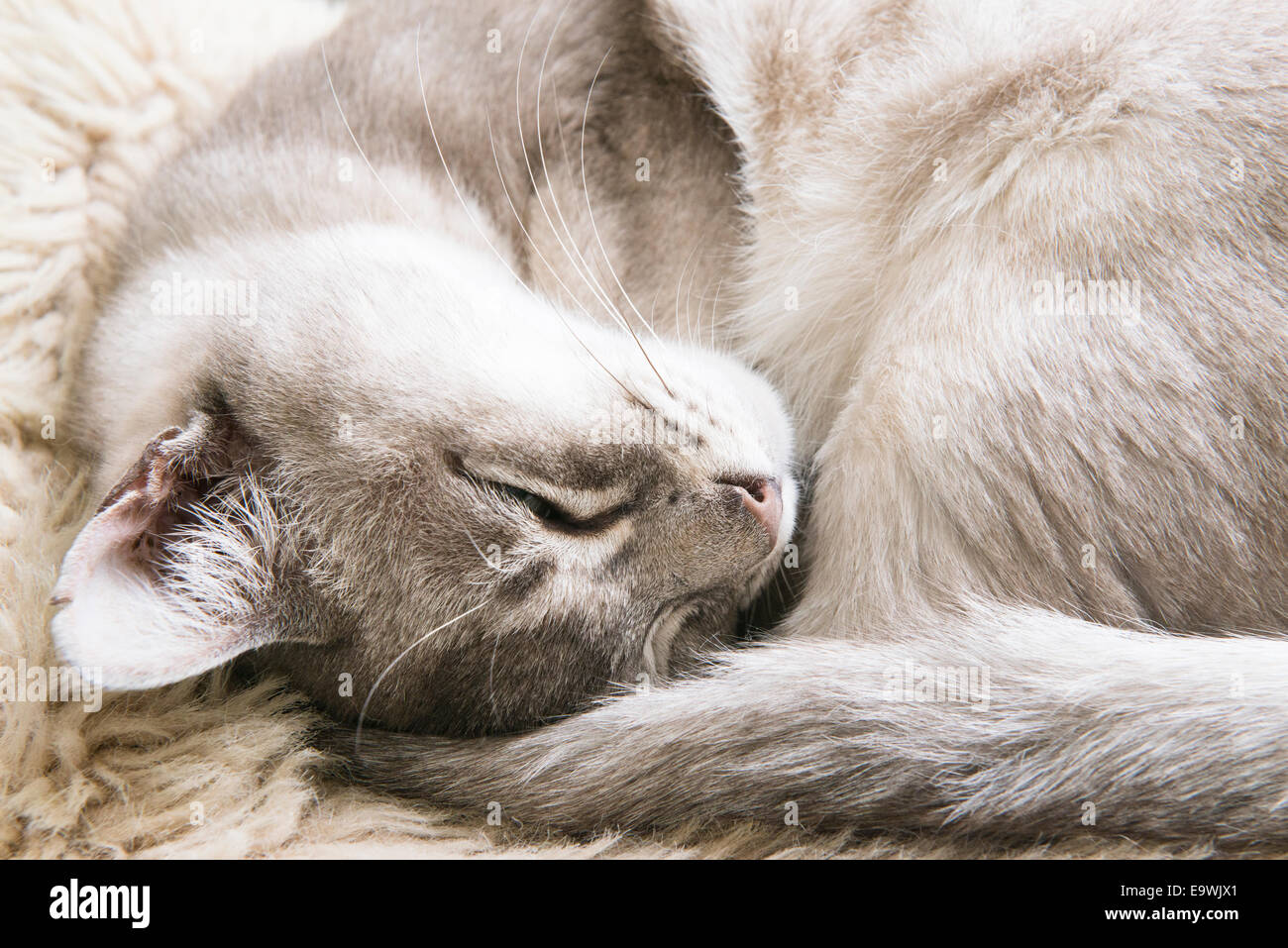 Chiudere fino a undici anni di Ziggy grigio di un pedigree gatto birmano sdraiato rilassante su un tappeto, testa a testa in giù. Foto Stock