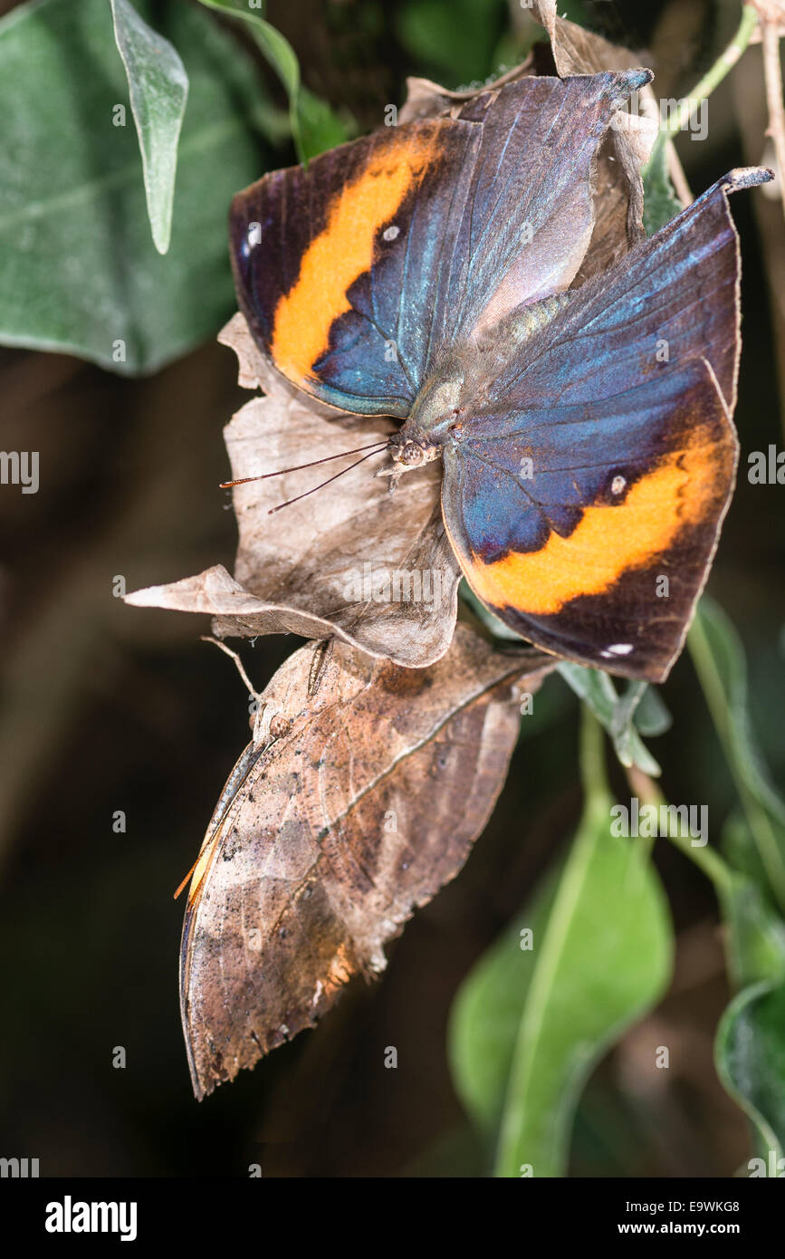 Un Leafwing crogiolarsi a farfalla Foto Stock