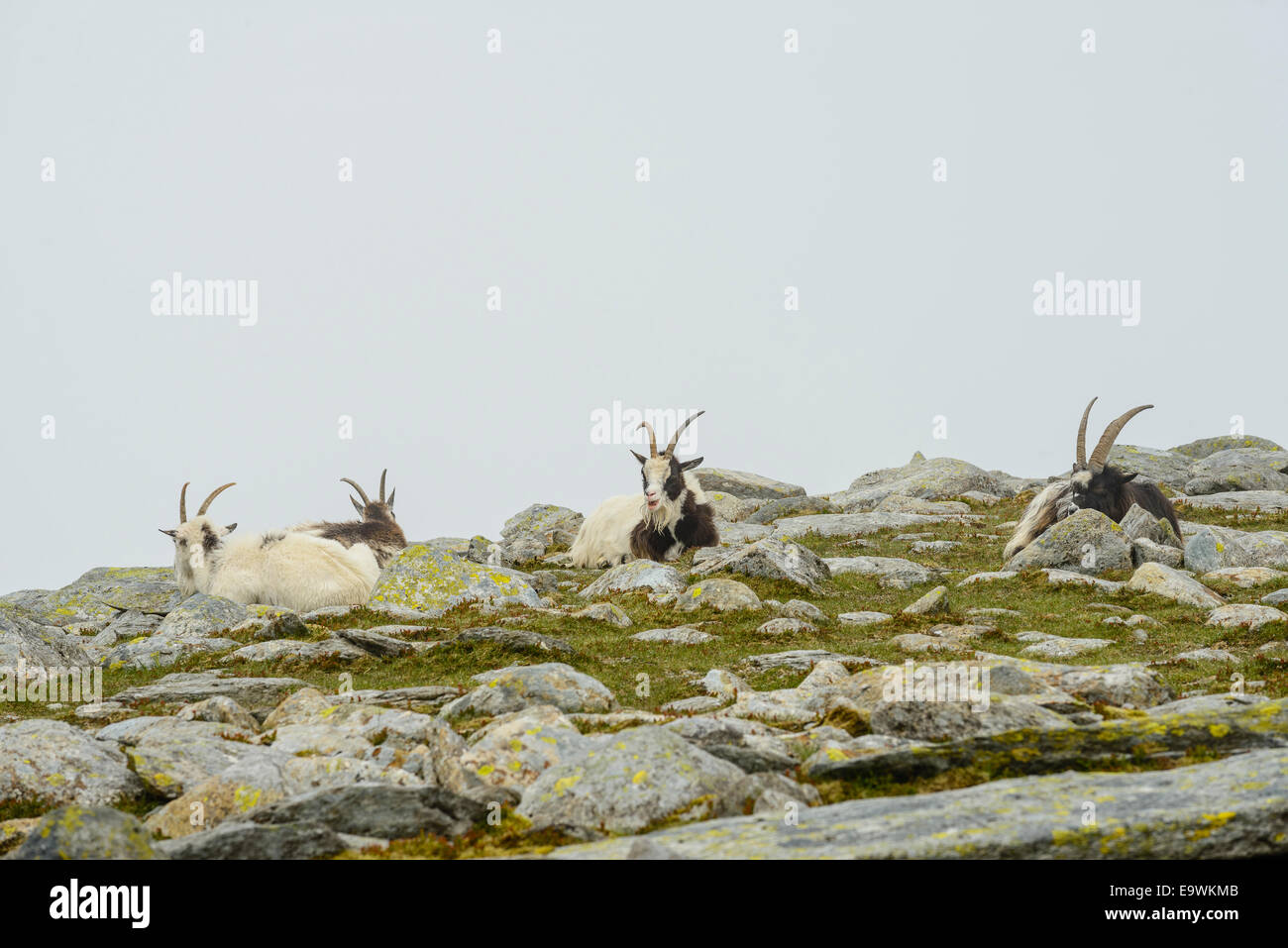 Capre selvatiche vicino al vertice di Glyder Fach Snowdonia nel Galles Foto Stock