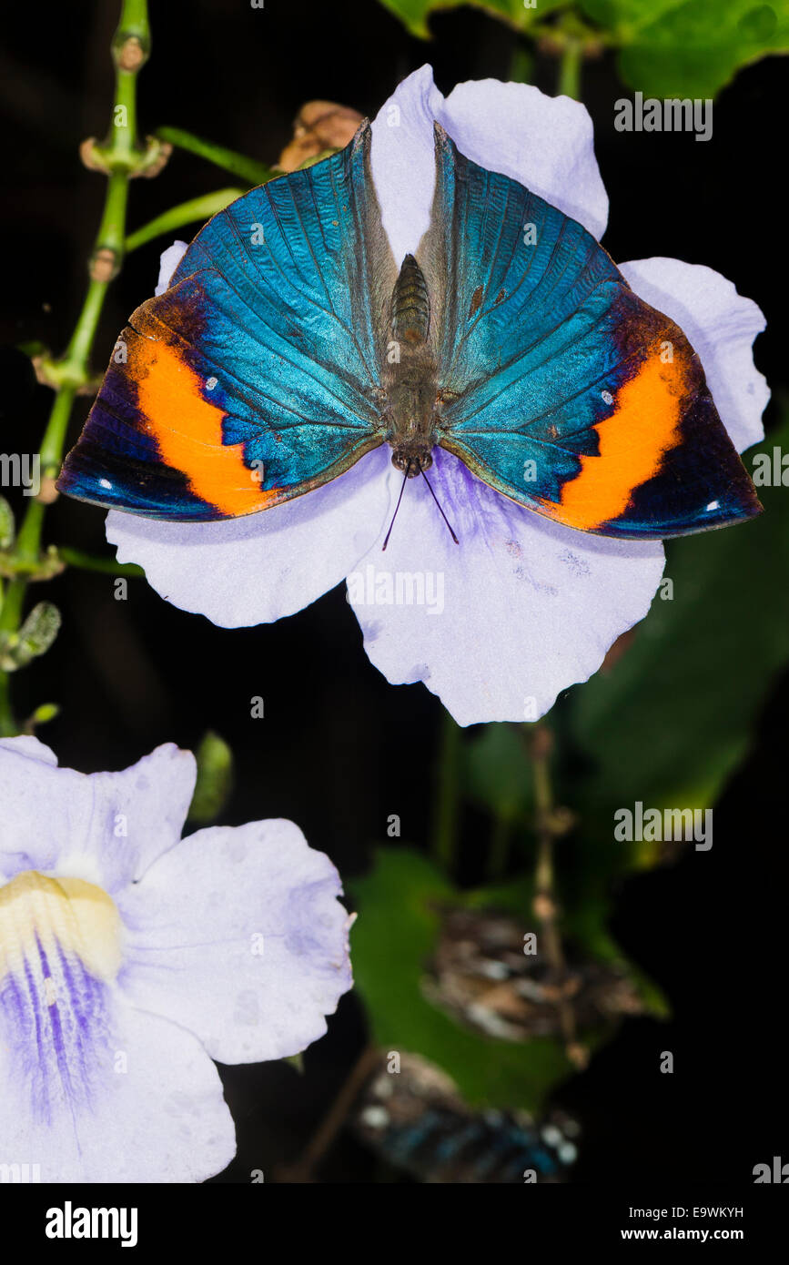 Un Leafwing alimentazione a farfalla Foto Stock