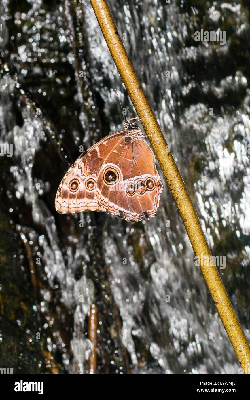 Un adulto Blue Morpho butterfly nella parte anteriore di una cascata Foto Stock