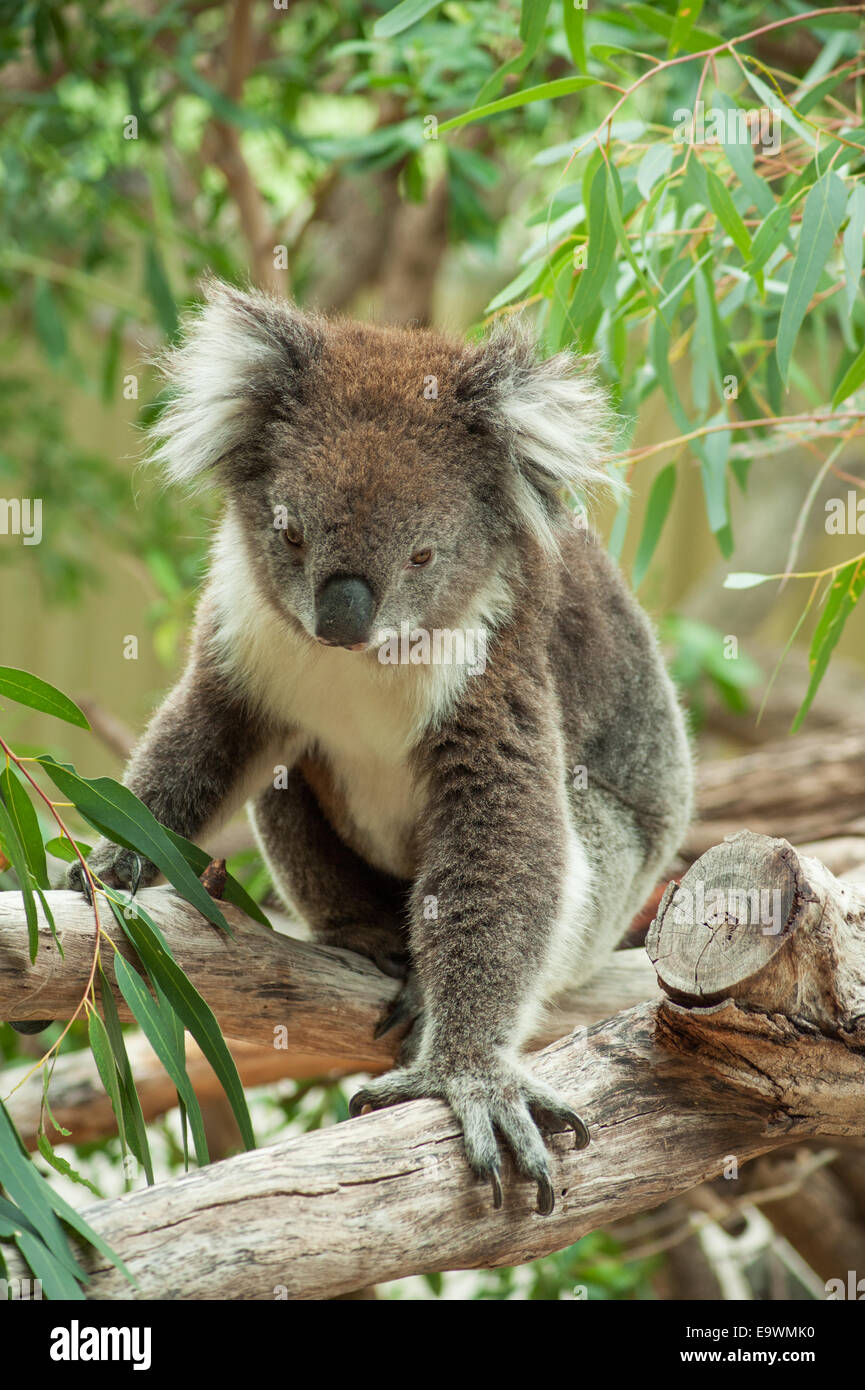 Nativo di Australian Koala bear mangiare le foglie di eucalipto Foto Stock