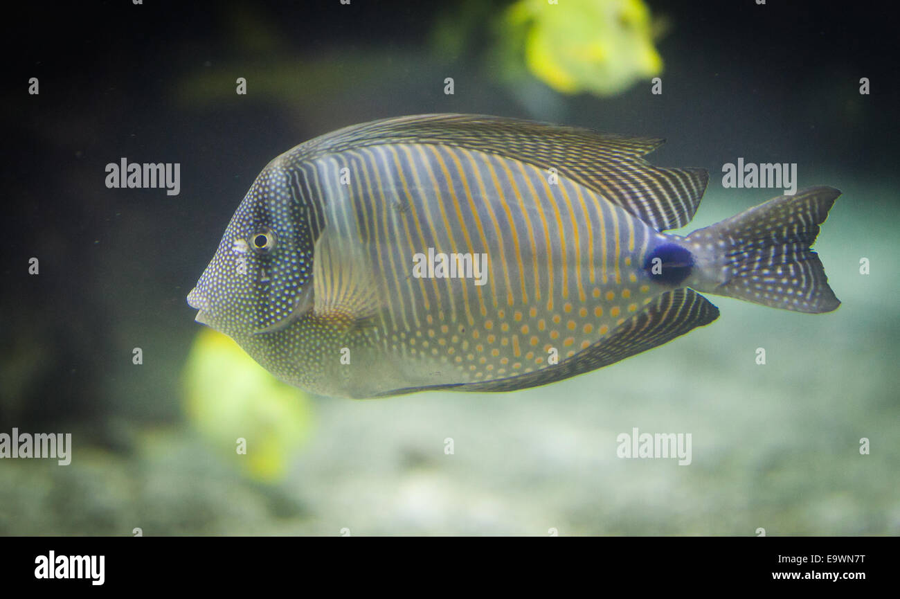 Striato pesce tropicale Desjardini Tang Foto Stock