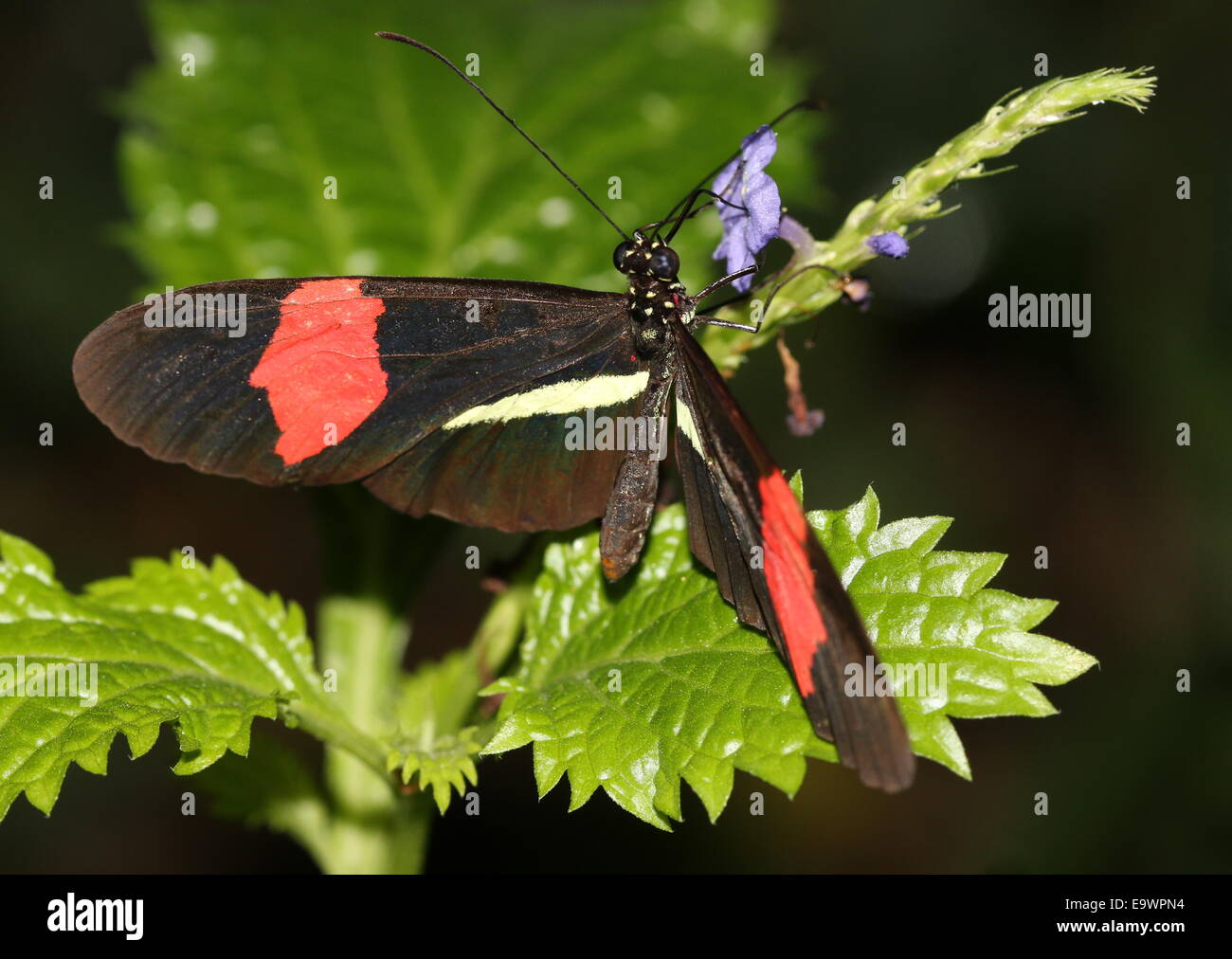 Nuovo Mondo Red postino o piccolo postino butterfly (Heliconius erato), di alimentazione su un fiore Foto Stock