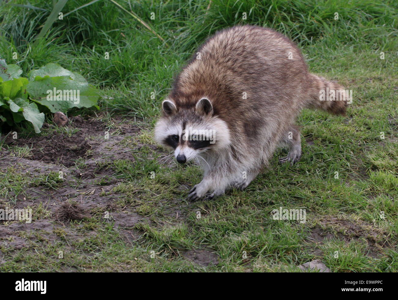 Per il Nord America o per il nord raccoon ( Procione lotor) passeggiate in erba Foto Stock