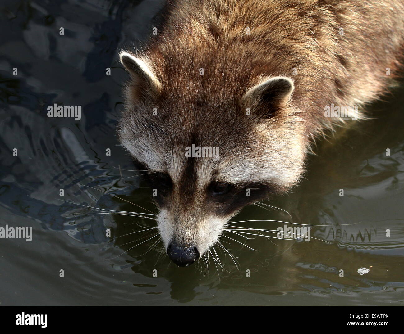 Per il Nord America o per il nord raccoon ( Procione lotor) close-up della testa Foto Stock