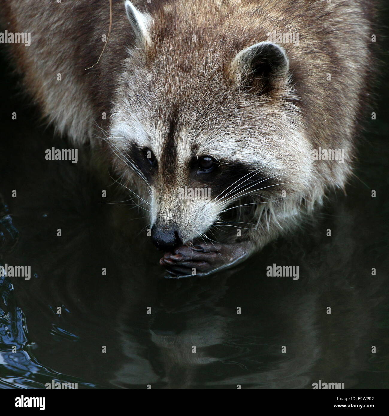 Per il Nord America o per il nord raccoon ( Procione lotor) close-up di testa e di zampe mentre il lavaggio dei prodotti alimentari a bordo dell'acqua Foto Stock