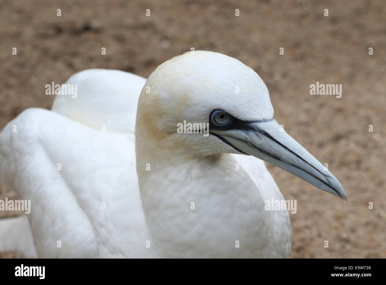 Close-up di testa e impressionante becco blu di una matura Northern Gannet (Morus bassanus) Foto Stock