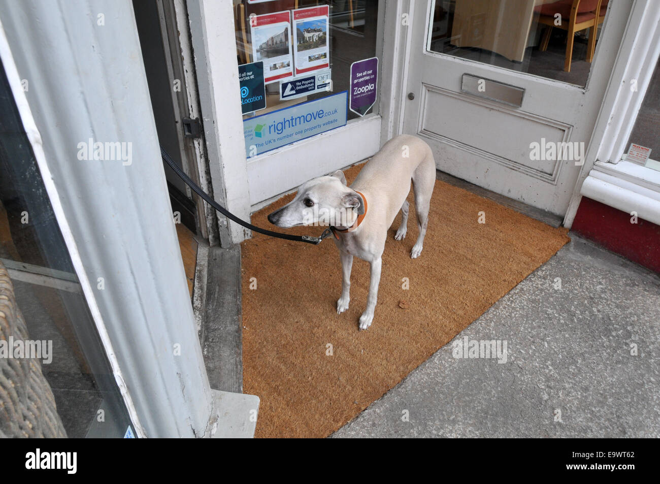 Un cane attende al di fuori di un negozio Foto Stock