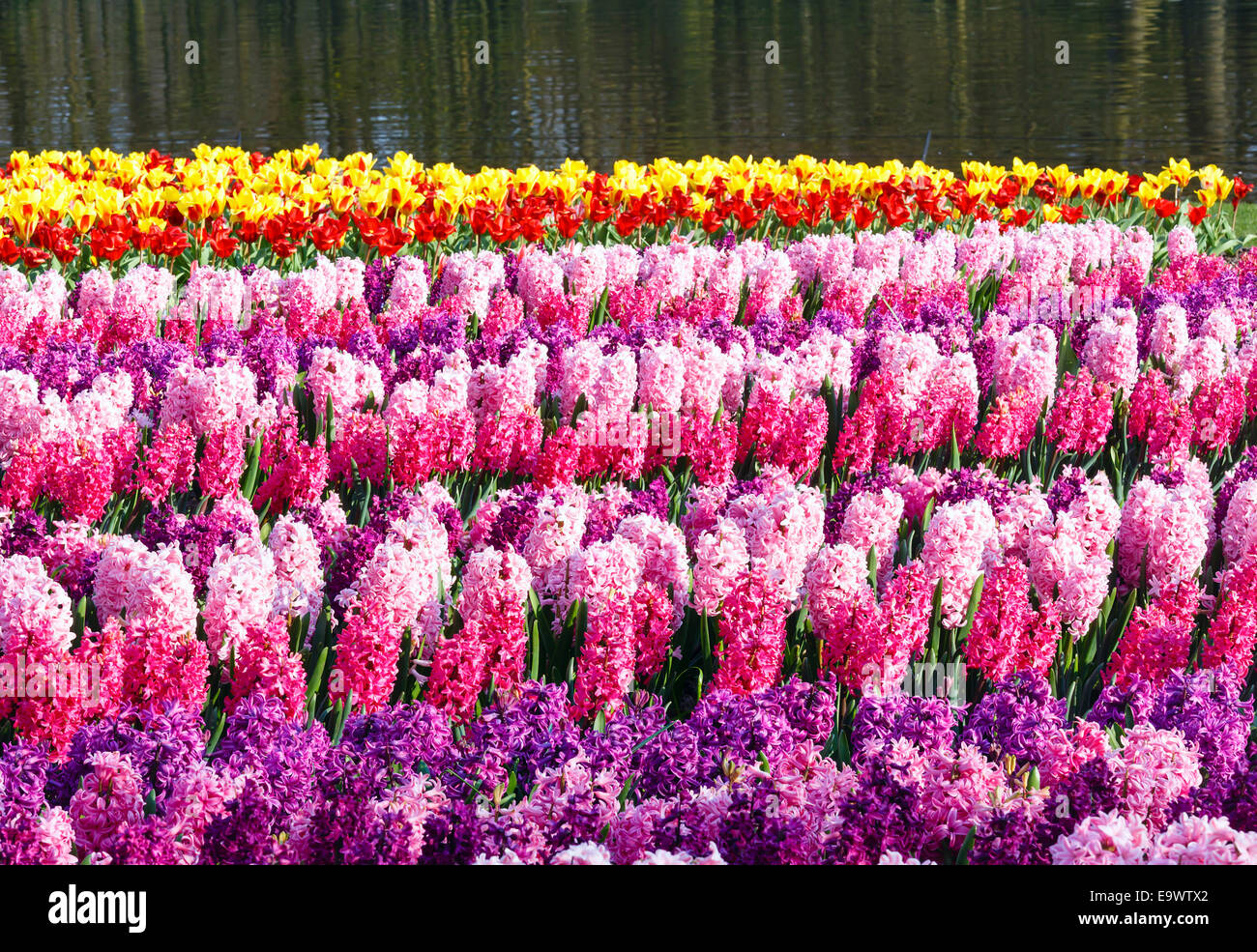 Bella Tulipani gialli e giacinti rosa vicino al laghetto. Molla di natura dello sfondo. Foto Stock