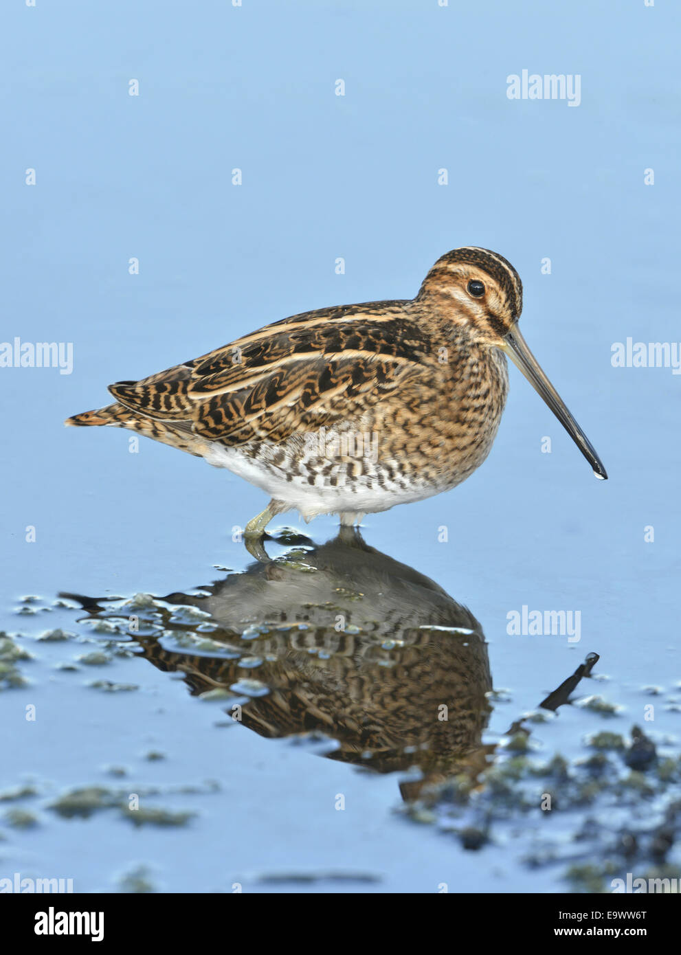Beccaccino - Gallinago gallinago Foto Stock