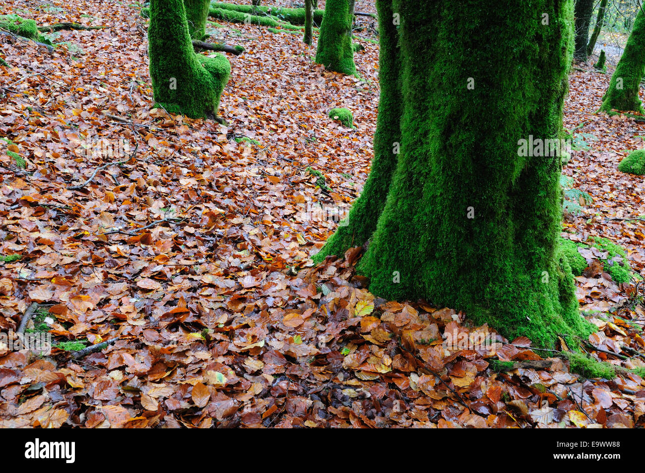 Coperte di muschio tronchi di alberi e foglie di autunno sul pavimento di bosco foresta Brechfa Carmarthenshire Galles Cymru REGNO UNITO GB Foto Stock