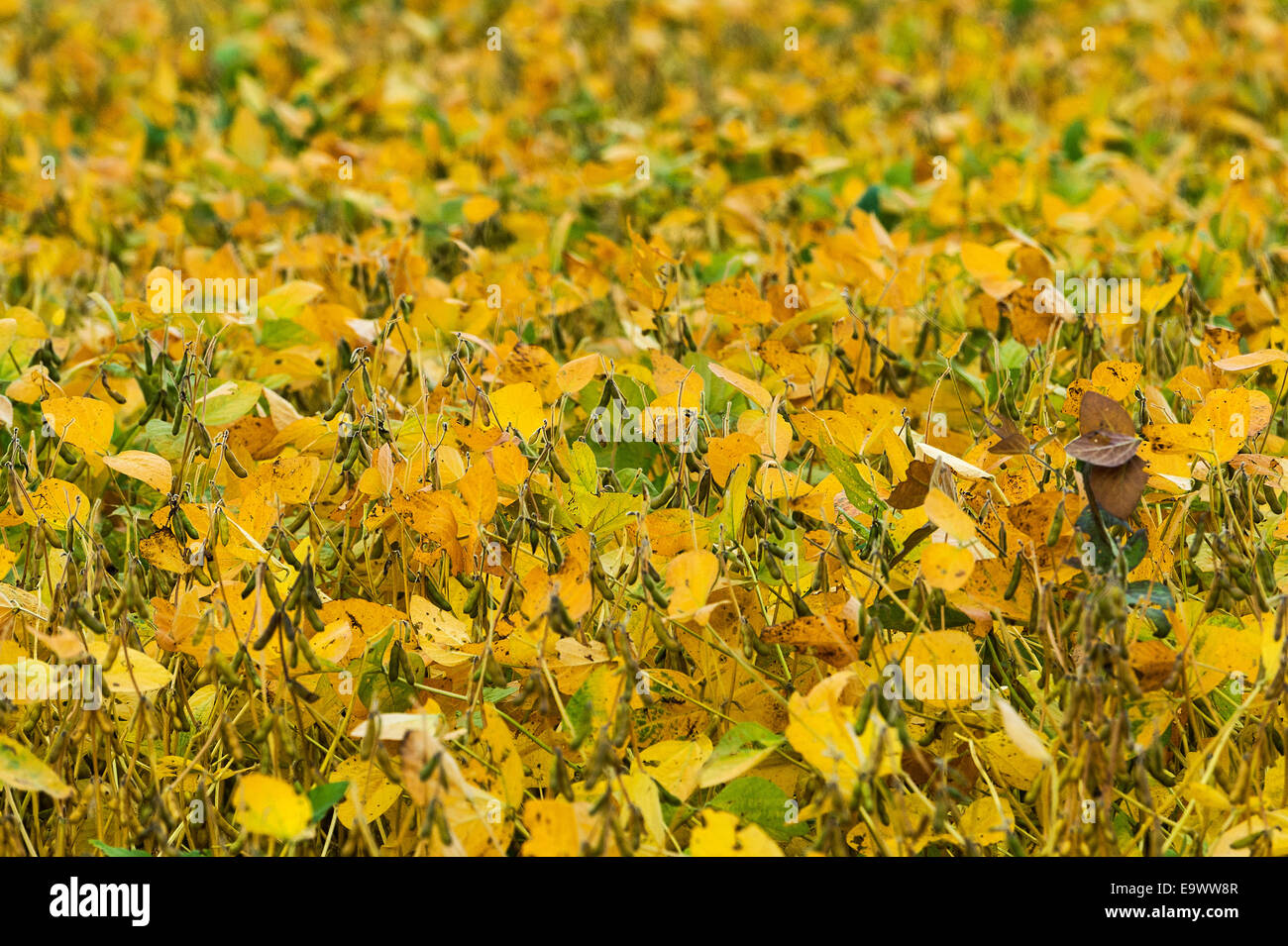 Raccolto di piante di soia, a Lancaster, Pennsylvania, STATI UNITI D'AMERICA Foto Stock
