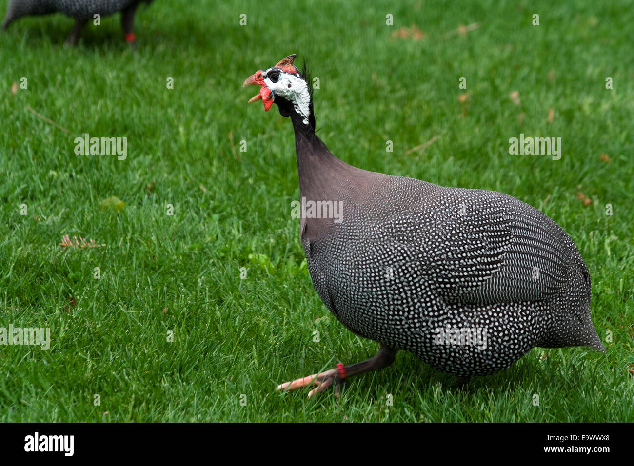 Il faraone (hen) presso Brookfield Zoo Foto Stock