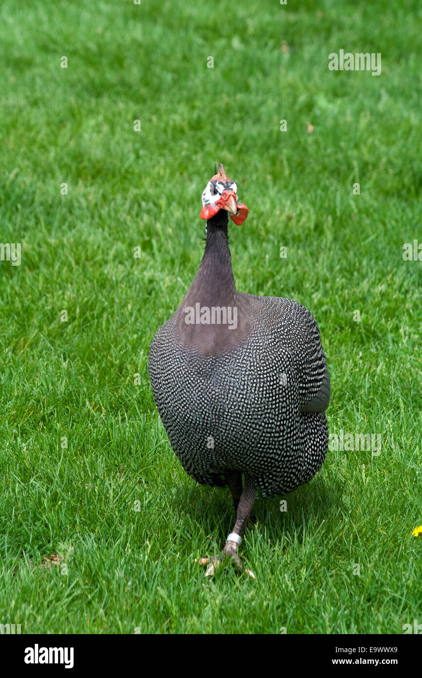Il faraone (hen) presso Brookfield Zoo Foto Stock