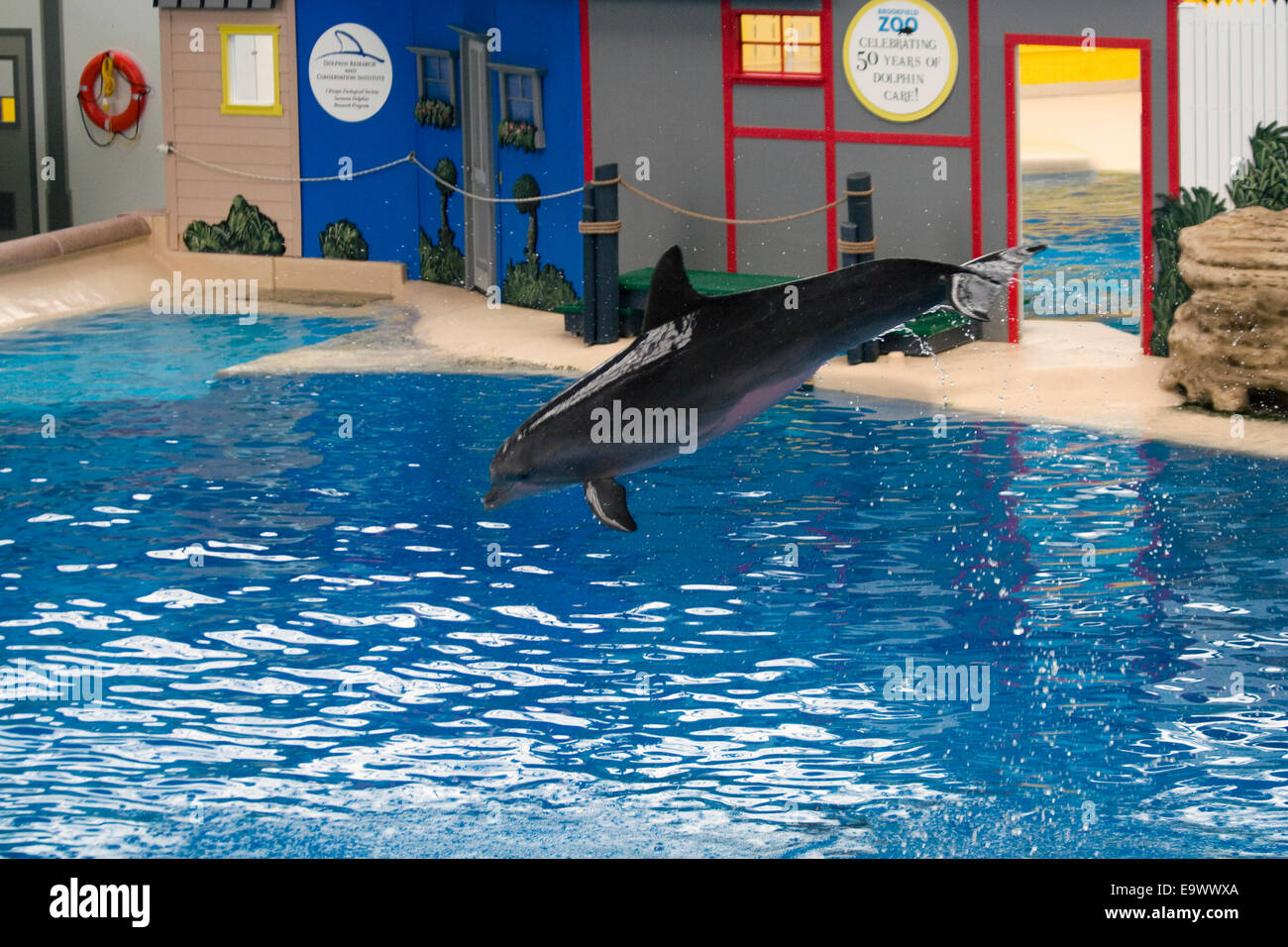 Spettacolo di Delfini al Brookfield Zoo. Foto Stock