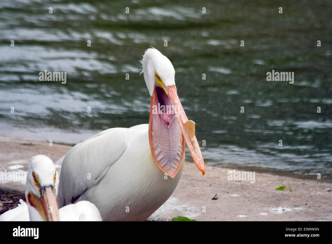 Pellicani presso Brookfield Zoo. Foto Stock
