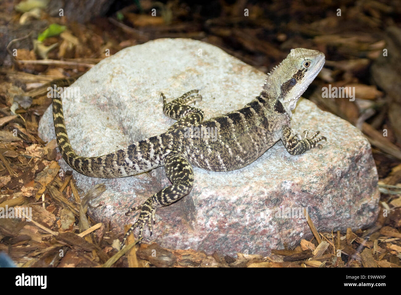 L'acqua australiano drago al Brookfield Zoo. Foto Stock