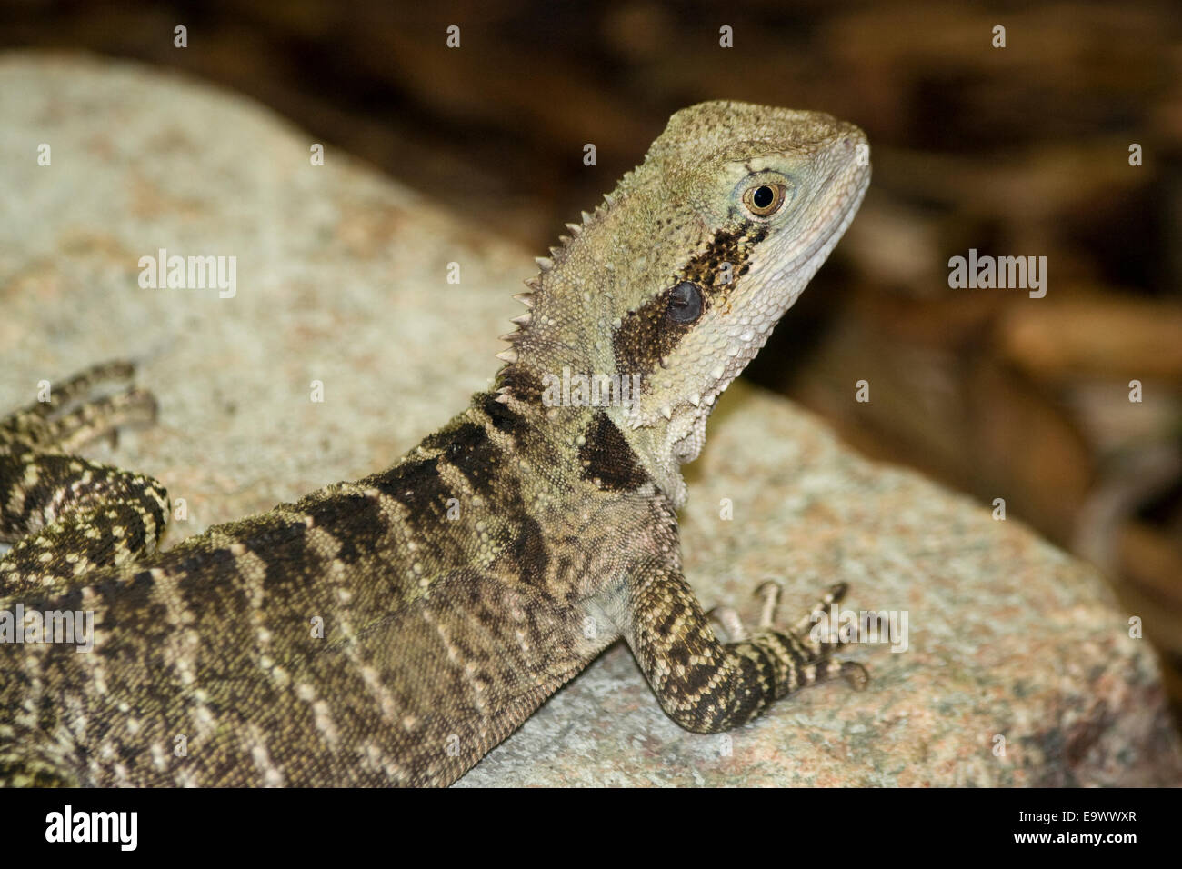 L'acqua australiano drago al Brookfield Zoo. Foto Stock