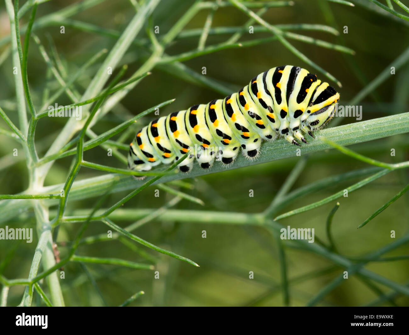 Colori brillanti. Papilio machaon. Foto Stock