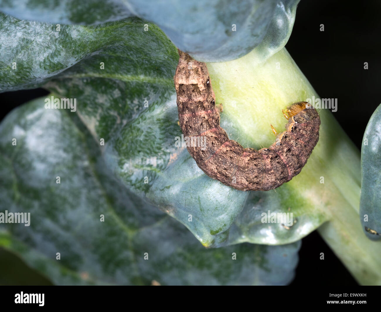 Cavolo tarma Mamestra brassicae di mangiare il mio cavolo. Foto Stock