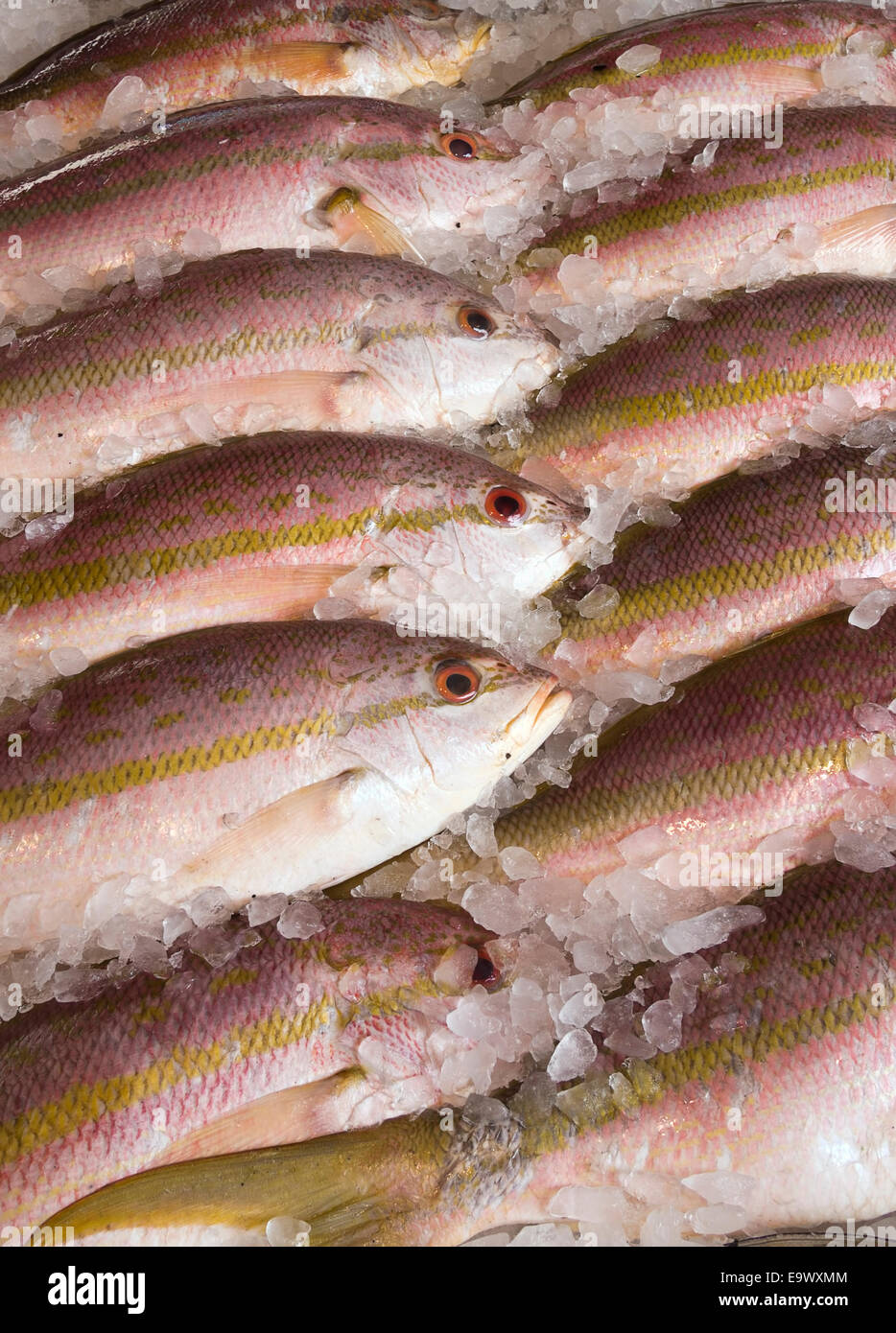 Piuttosto il pesce fresco. Triglia di scoglio. Foto Stock