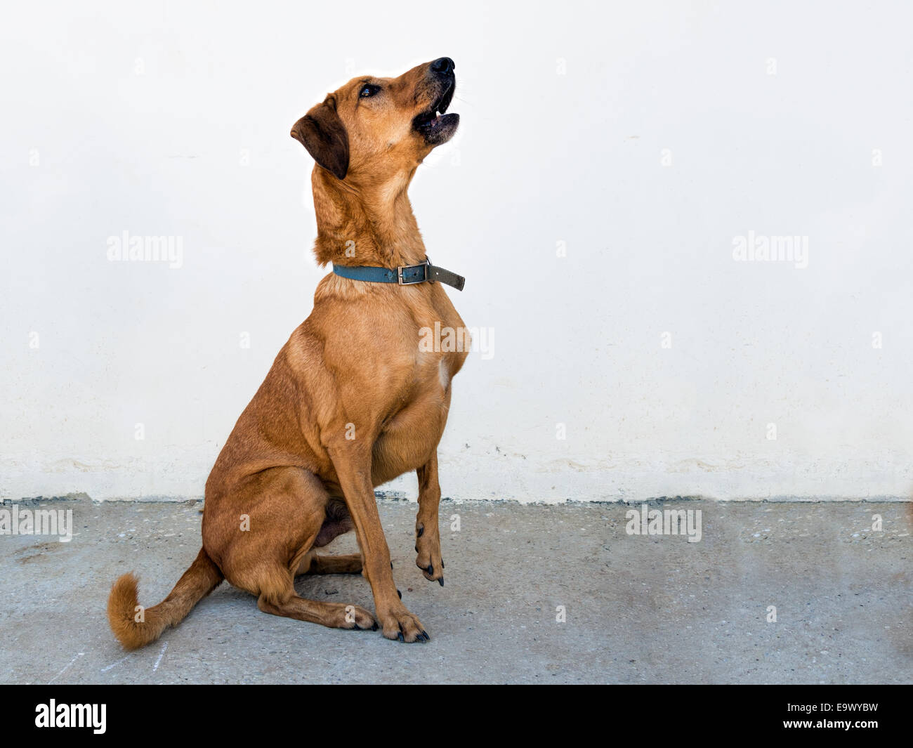 Brown dog sitter, in attesa di un comando. Sfondo chiaro. Foto Stock