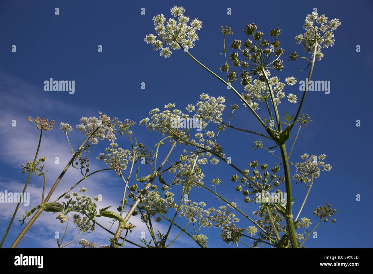 Hogweed, Heracleum sphondylium, REGNO UNITO Foto Stock