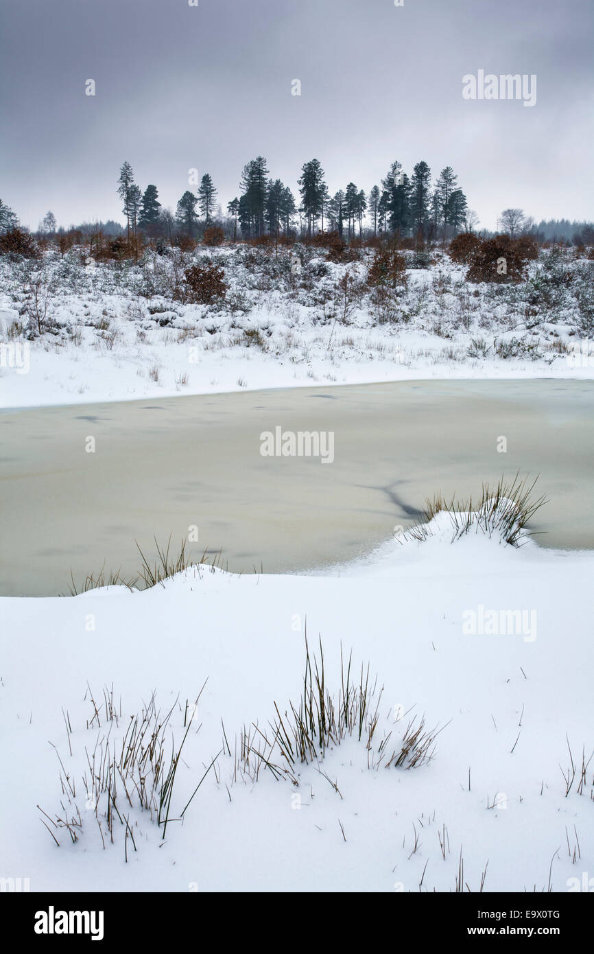 Congelato stagno su una coperta di neve paesaggio di brughiera. Foto Stock