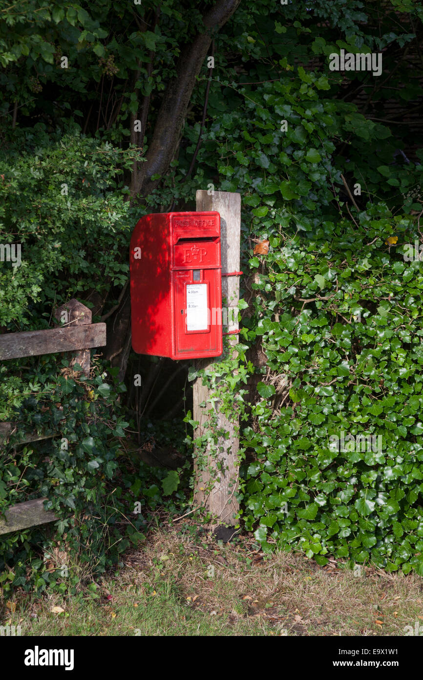 Tradizionale in rosso post box attaccato al posto di legno tra siepe verde Foto Stock